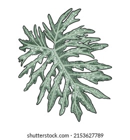 Philodendron Selloum or Split Leaf Philodendron. Exotic tropical leaves named Philodendron Hope. Green Foliage vector.