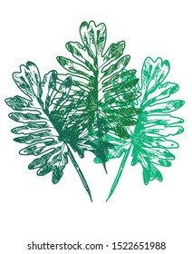 Philodendron selloum vector background texture plant indoor home large tropical hand-drawn