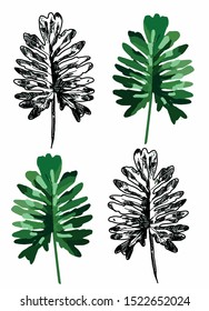 Philodendron selloum vector background texture plant indoor home large tropical hand-drawn