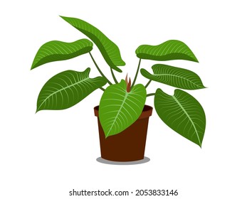 Philodendron (Philodendron sp. Ruaysap) is three subgenera with in the genus Philodendron. vector