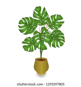 Philodendron tropical plant jungle leaves natural  in pot on white background  vector illustration editable hand drawn