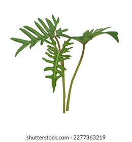 Philodendron xanadu isolated on white background, vector illustration.