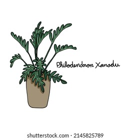 Philodendron Xanadu plant drawing vector illustration