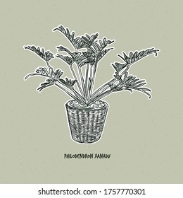 Philodendron xanadu is a plant that belongs to the family Araceae and subgenus Meconostigma, hand draw sketch vector.