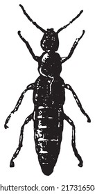 Philonthus cognatus, vintage engraved illustration. Dictionary of words and things - Larive and Fleury - 1895.