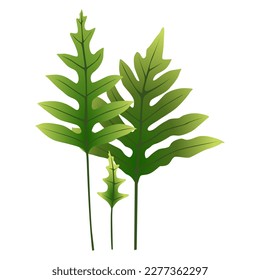 Phlebodium aureum leaf and stem isolated on white background, vector illustration.