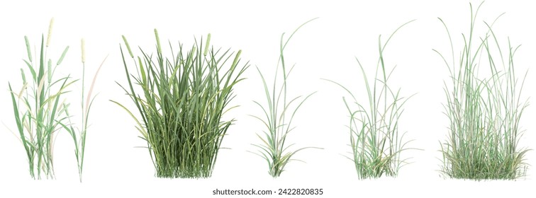 Phleum pratense,simple grassL collection with realistic style