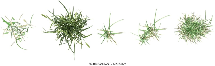 Phleum pratense,simple grassL from the top view isolated white background