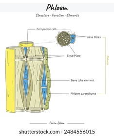 Phloem Structures and Elements illustration. Labeled water, nutrient and mineral transportation scheme.  for scientific illustrations, educational materials.