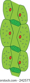 Phloem vessel with companion cells and sieve tube element