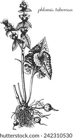 phlomis tuberosa, Botanical illustration. Monochrome phlomis, black and white phlomis hand drawing, phlomis sketch. Zopnik