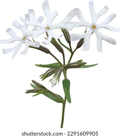 Phlox bifida Flower (Sand Phlox) Native Savanna Wildflower of North America