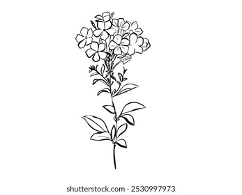 Phlox Flower with leaves. Isolated vector botanical illustration: retro, vintage, hand drawn, black and white, outline. For wedding invitation, card, print, tattoo. Beautiful vector illustration