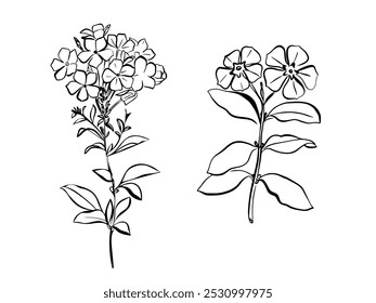 Flor de Phlox com folhas. Ilustração botânica vetorial isolada: retro, vintage, desenhado à mão, preto e branco, contorno. Para convite de casamento, cartão, impressão, tatuagem. Bela ilustração vetorial