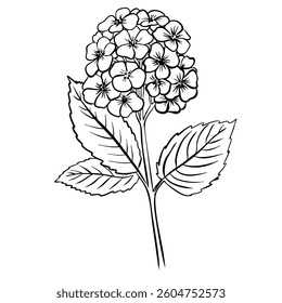 Phlox Flower with leaves. Isolated vector botanical illustration: retro, vintage, hand drawn, black and white, outline. For wedding invitation, card, print, tattoo. Beautiful vector illustration