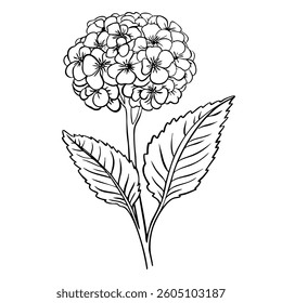 Phlox Flower with leaves. Isolated vector botanical illustration: retro, vintage, hand drawn, black and white, outline. For wedding invitation, card, print, tattoo. Beautiful vector illustration
