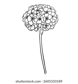 Phlox Flower with leaves. Isolated vector botanical illustration: retro, vintage, hand drawn, black and white, outline. For wedding invitation, card, print, tattoo. Beautiful vector illustration
