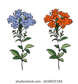 Flor de Phlox com folhas. Ilustração botânica vetorial isolada: retro, vintage, desenhado à mão, preto e branco, contorno. Para convite de casamento, cartão, impressão, tatuagem. Bela ilustração vetorial