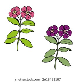 Phlox Flower with leaves. Isolated vector botanical illustration: retro, vintage, hand drawn, black and white, outline. For wedding invitation, card, print, tattoo. Beautiful vector illustration