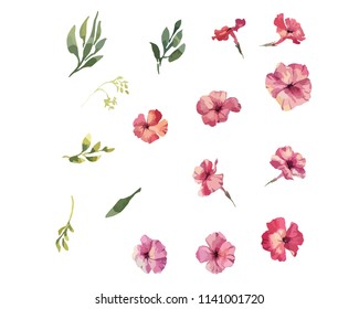 Phlox flowers hand drawn watercolor colleclion
