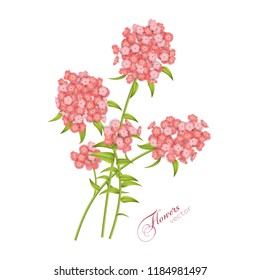 Phlox flowers isolated on white background. Vector illustration