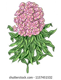 Phlox flowers and leaves
