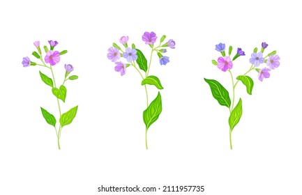 Phlox flowers set. Summer delicate garden flower vector illustration