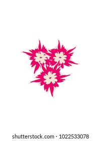 Phlox on a white background