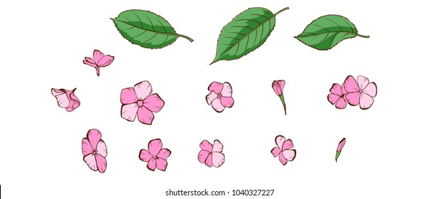 Phlox petals and flower on white background. Floral vector