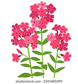 Phlox, vector drawing flowers at white background, hand drawn botanical illustration