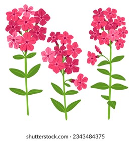 Phlox, vector drawing flowers at white background, hand drawn botanical illustration