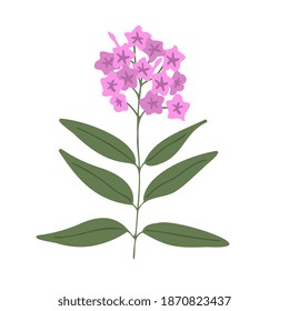 Phlox vector flower isolated illustration