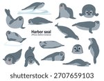 Phoca vitulina Harbor seal colored, hand drawn