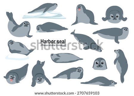 Phoca vitulina Harbor seal colored, hand drawn