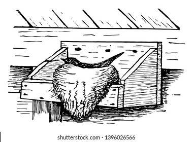 Phoebe Nest, un pequeño grupo de insectos de tamaño medio comiendo pájaros vintage dibujando o grabando ilustraciones.
