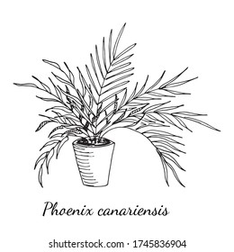Phoenix canariensis palm home plant in pot with long leaves isolated on white background. Vector hand drawn sketch illustration in doodle outline style. House flower, cozy home, decoration, gift