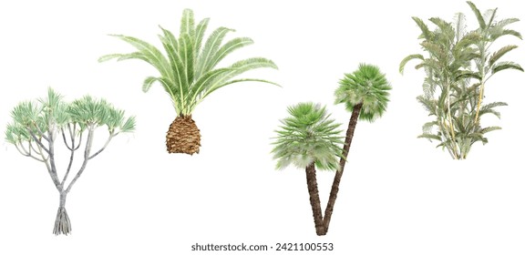 Phoenix canariensis,Chamaerops Dypsis lutescens,Pandanusutilis Trees for landscape plan and architecture layout