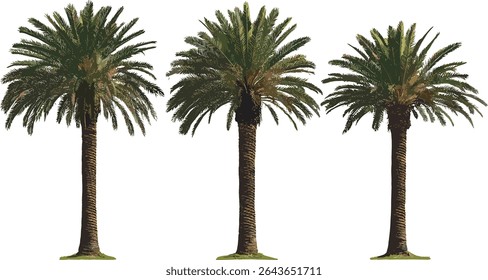 Phoenix dactylifera date palm isolated cutout, vector illustration, tropical tree, desert vegetation, palm species, botanical drawing, nature flora element.