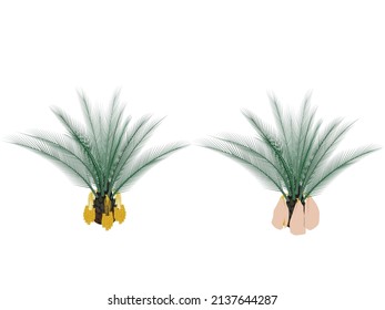 Phoenix dactylifera is an edible plant in the palm family.