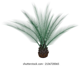 Phoenix dactylifera on a white background.