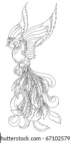 Phoenix Fire bird outline and doodle style.Hand drawn Phoenix tattoo Japanese and Chinese style,Legend of the Firebird is Russian fairy tales and it is creature from Slavic folklore.