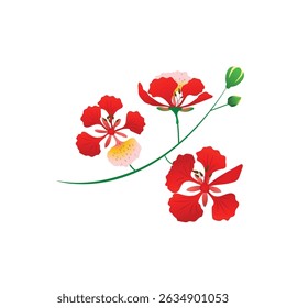 phoenix flor ilustração botânica em vermelho laranja tons amarelos com folhas verdes sobre fundo branco.