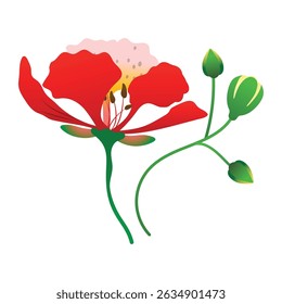 phoenix flower botanical illustration in red orange yellow tones with green leaves on white background.