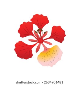 phoenix flor ilustração botânica em vermelho laranja tons amarelos com folhas verdes sobre fundo branco.