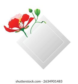 phoenix flor ilustração botânica em vermelho laranja tons amarelos com folhas verdes sobre fundo branco.