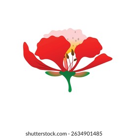 phoenix flower botanical illustration in red orange yellow tones with green leaves on white background.