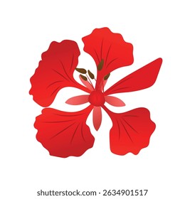 phoenix flor ilustração botânica em vermelho laranja tons amarelos com folhas verdes sobre fundo branco.