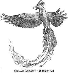 Phoenix illustration, drawing, engraving, ink, line art, vector