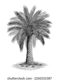 Phoenix palm hand draw vintage engraving style black and white clip art