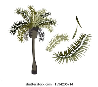 phoenix palm vector cartoon tree set design elements California